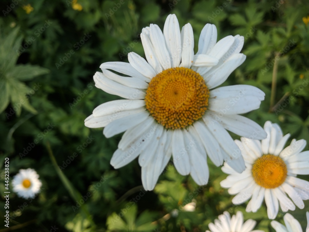Fototapeta premium white daisy flower