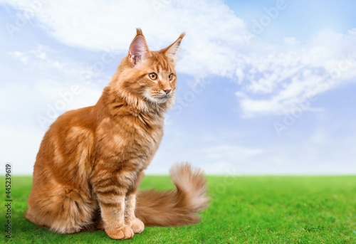 Foto Kitty.