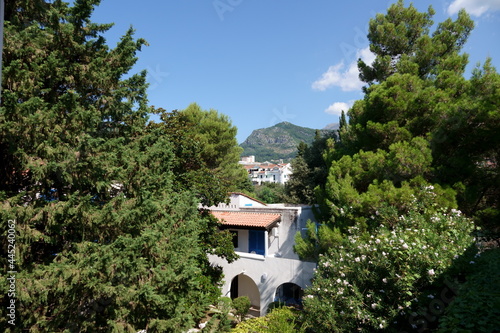 View of the mountain between the needles