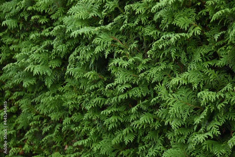 Juniperus hedge. Cupressaceae evergreen conifer. - obrazy, fototapety, plakaty 