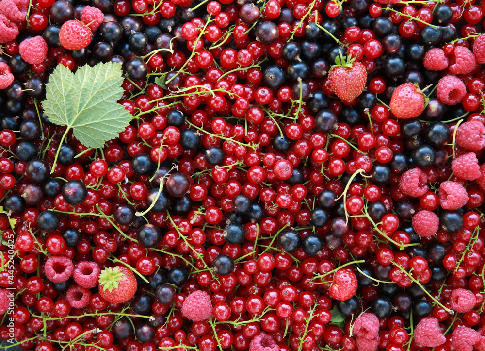 Gardening and agriculture. Fresh berries: black and red currants, raspberries and strawberries. Foodbackground. Background image, copy space. Top view, flatlay Gardening and agriculture. Fresh berries: black and red currants, raspberries and strawberries. Foodbackground. Background image, copy space. Top view, flatlay