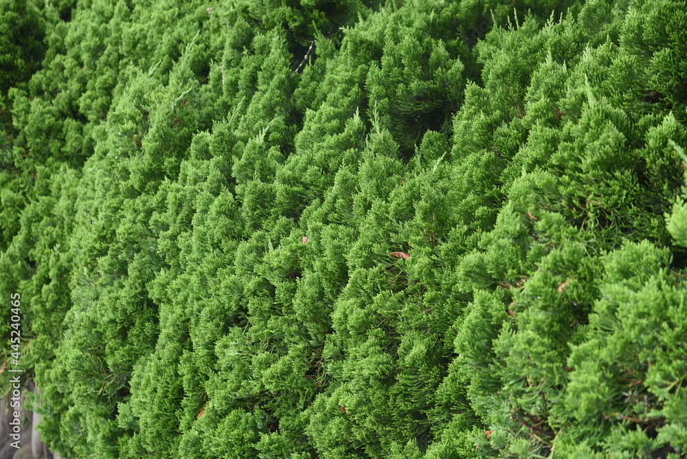 Juniperus hedge. Cupressaceae evergreen conifer. - obrazy, fototapety, plakaty 