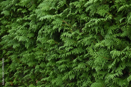Juniperus hedge. Cupressaceae evergreen conifer.