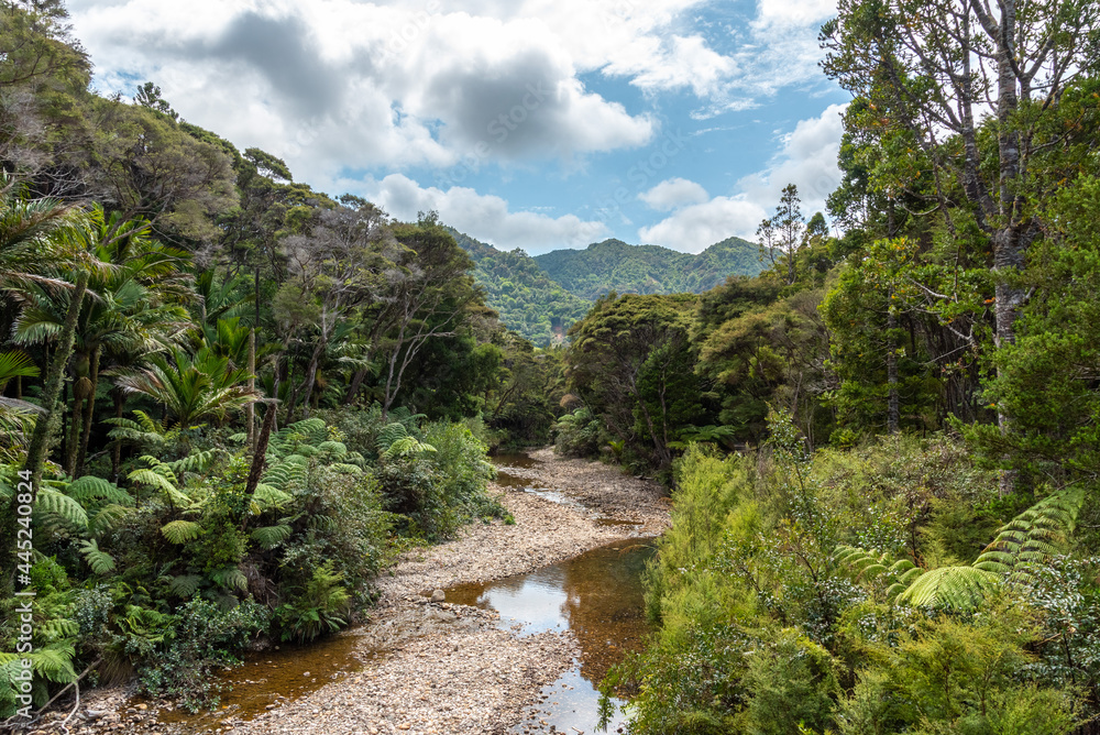 River bed of a creek flowing through the rainforest of Great Barrier Island River bed of a creek flowing through the rainforest of Great Barrier Island