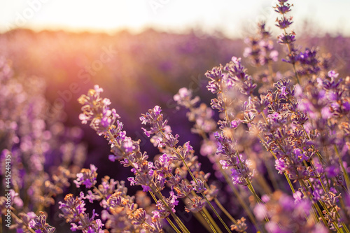 lavender field at sunset. Flowers with essential oil. Agricultural business. A flowering purple bush. Bees pollinate the flowers. Sunlight  blurry background. plantations