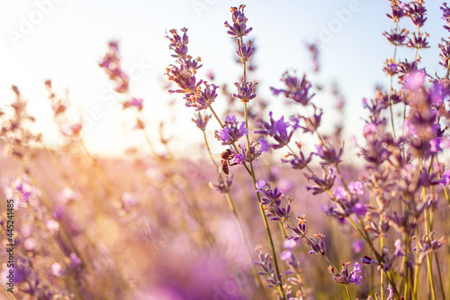 lavender field at sunset. Flowers with essential oil. Agricultural business. A flowering purple bush. Bees pollinate the flowers. Sunlight, blurry background. Large plantations sun