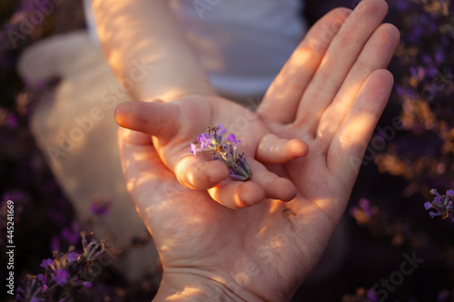 Mother and daughter in a lavender field. Hands hold purple flowers. Love, happiness, pleasure, tranquility, unity with nature. Essential oils. The smell of summer. child