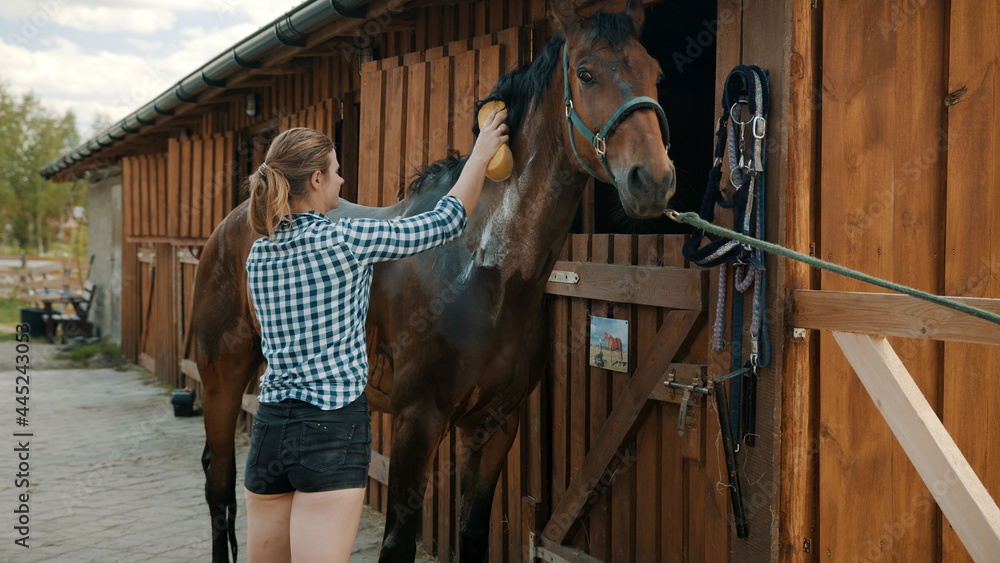 Horse owner giving a bath to her seal brown stallion outside the stable ...
