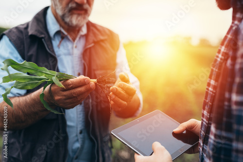 farmers examine corn on field