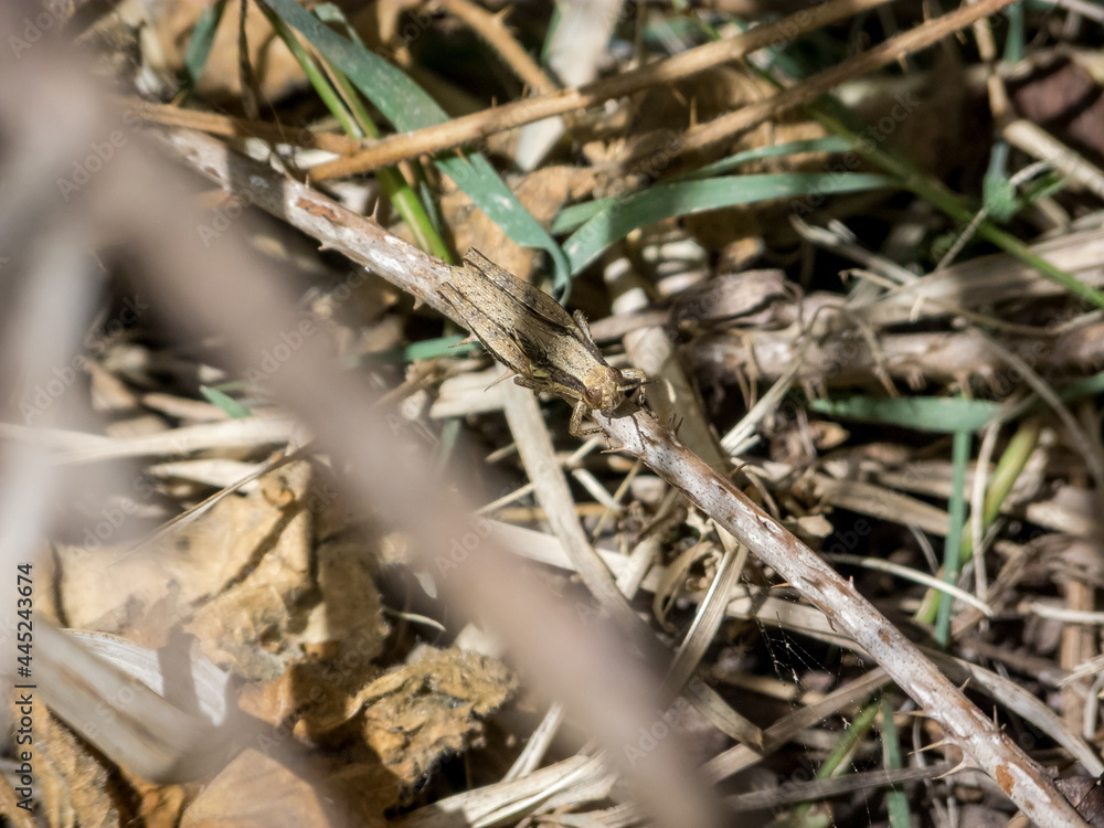 Brown cricket camouflage