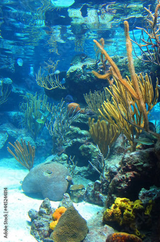Xcaret, Mexico - 07.23.2013: Underwater world of Caribbean sea. Aquarium in Xcaret, famous ecotourism and archaeological park on the mexican Riviera Maya, Quintana Roo, Yucatan, Mexico. Soft focus.