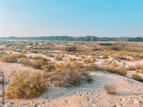 Dessert wild plants and nature | Spectacular Landscape View at Al Wathba Wetland Reserve in Abu Dhabi, UAE | coastal salt flat (sabkha) lakes