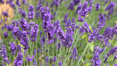 Purple Lavender herb plant flowers blowing in wind © peter
