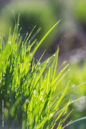 Greed grass in a dew. Close up shot with selective focus and beautiful natural bokeh.