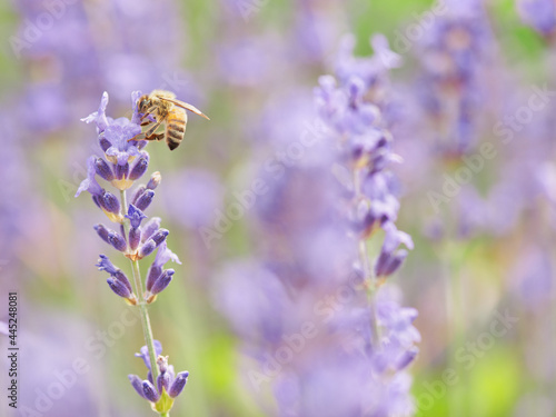 Dzień Pszczoły. The Bee Day. Pracowite pszczoły zapylają kwiaty, tonacja pastelowa, high key, close up., bokeh, rozmyte tło