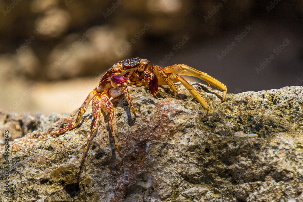 Big crab on a rock at Gunung Payung Beach in Bali island, Indonesia. Beautiful secret beach with turquoise water. Indian ocean. Travel and vacation concept Big crab on a rock at Gunung Payung Beach in Bali island, Indonesia. Beautiful secret beach with turquoise water. Indian ocean. Travel and vacation concept
