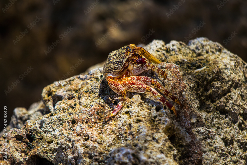 Big red colored crab on a rock at Gunung Payung Beach in Bali island, Indonesia.
Beautiful secret beach with turquoise water. Indian ocean. Travel and vacation concept
