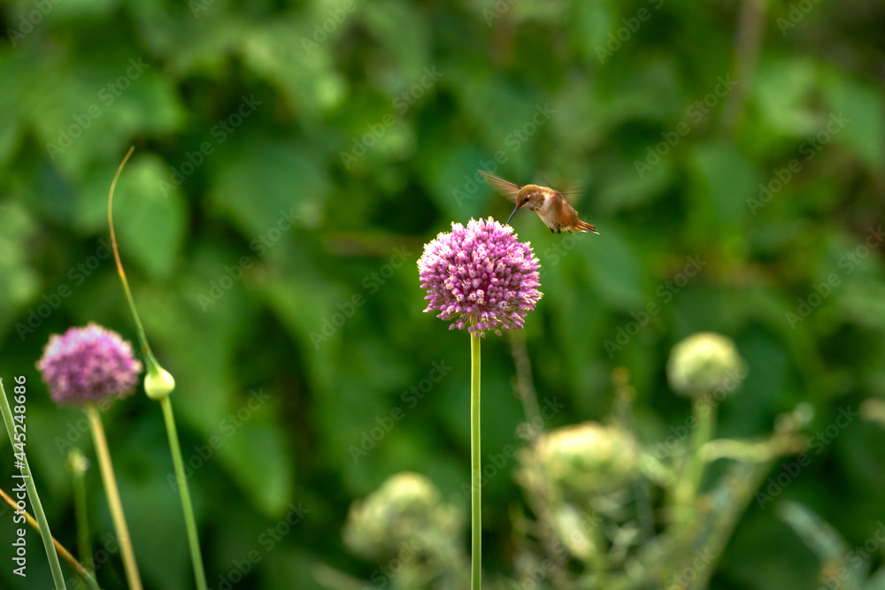 Hummingbird and Flower. Anna's Hummingbird feeding in flight from a flower against a blurred background.
Hummingbird and Flower. Anna's Hummingbird feeding in flight from a flower against a blurred background.