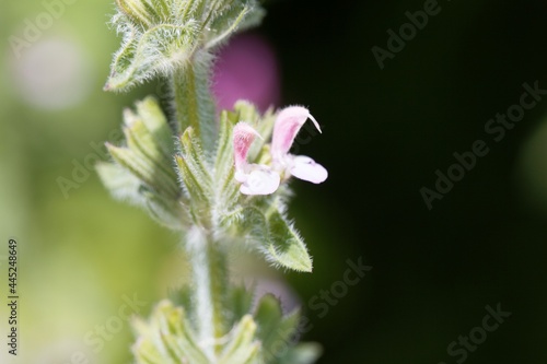 Flower of an annual clary, Salvia viridis