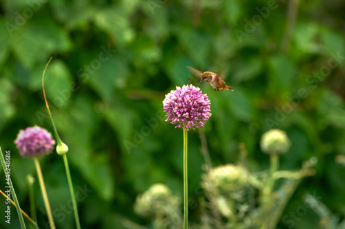 Hummingbird and Flower. Anna's Hummingbird feeding in flight from a flower against a blurred background.   © maxdigi