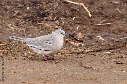 Picui Ground-Dove (Columbina picui) perched on ground photo