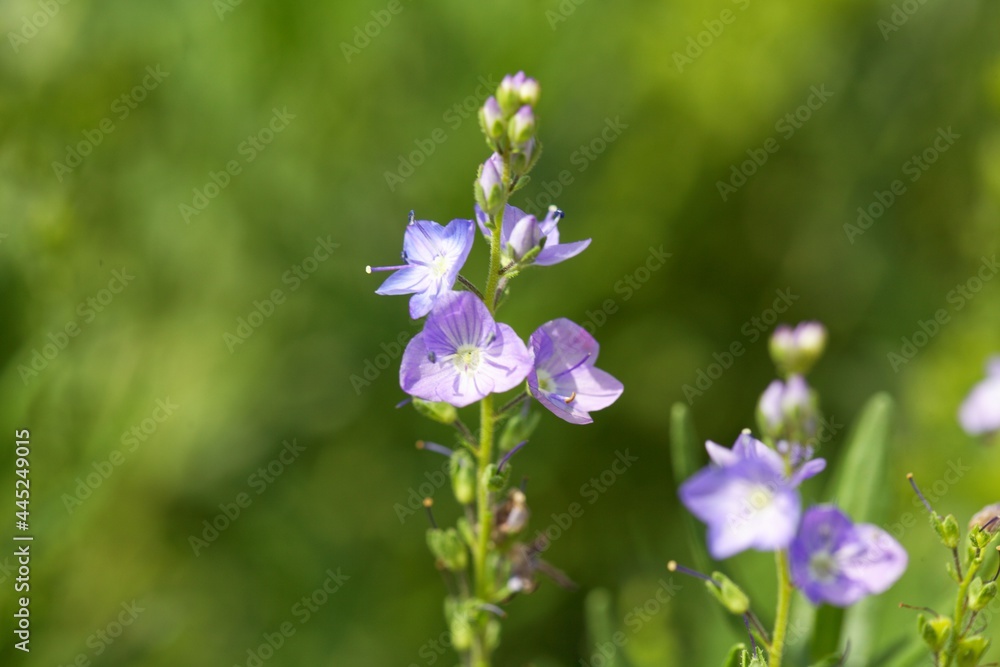 Austrian speedwell, Veronica austriaca Austrian speedwell, Veronica austriaca