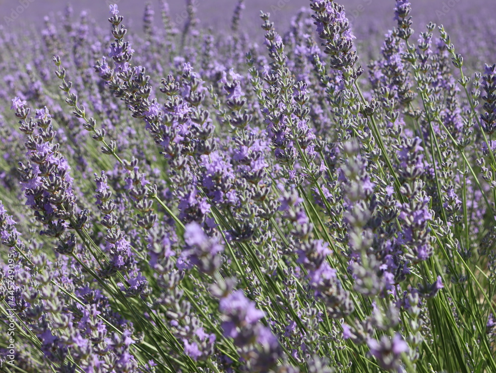 Fototapeta premium beautiful field lavender flowers aroma natural color insect oils