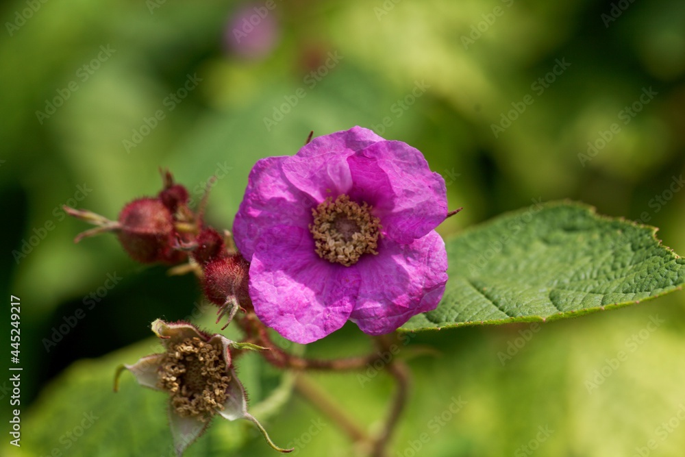Flower of a purple flowered raspberry, Rubus odoratus Flower of a purple flowered raspberry, Rubus odoratus