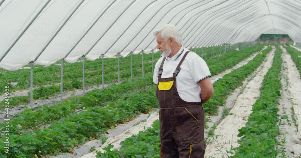 Competent aged farmer in uniform standing among strawberry plantation and checking ripen of harvest. Bearded man keeping hands behind back and looking around. 