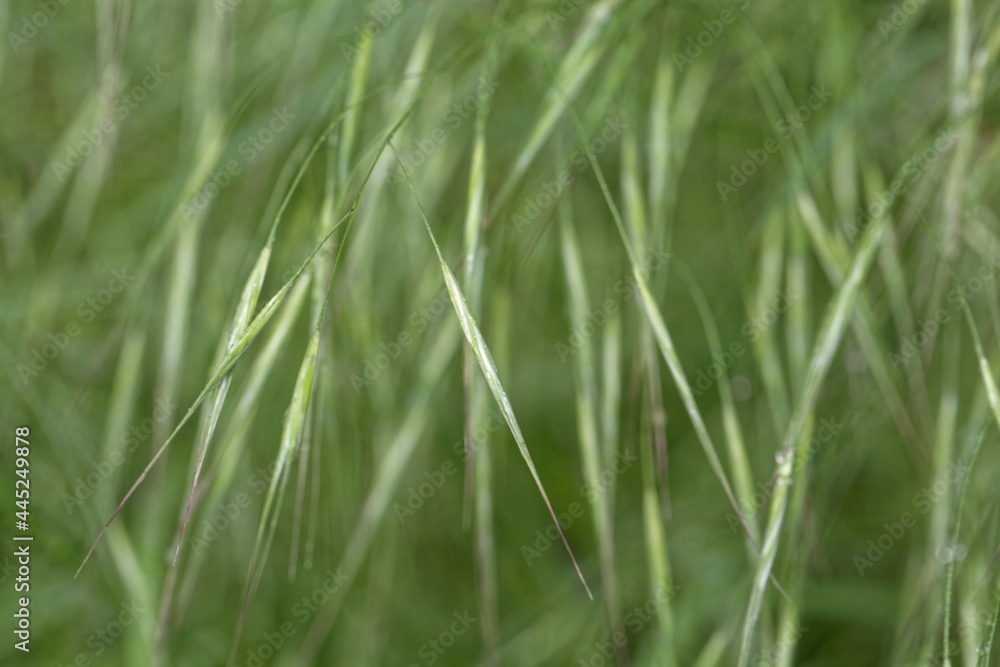 Panicles of barren brome, Bromus sterilis.
