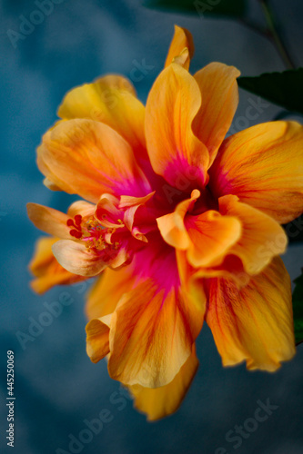 Orange flower in a garden
