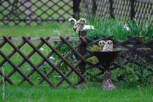 Cute owl chicks staring with big brigt eyes, three funny long-eared owls sitting on tree, wild Asio Otus, hungry owl babies posing