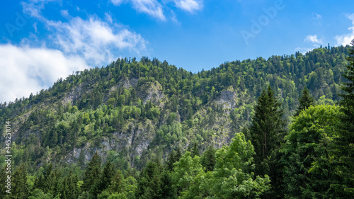 Berge  Wald
