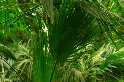 Fototapeta Naklejka Na Ścianę i Meble -  Washingtonia filamentosa is a fan palm that will decorate your living room or veranda