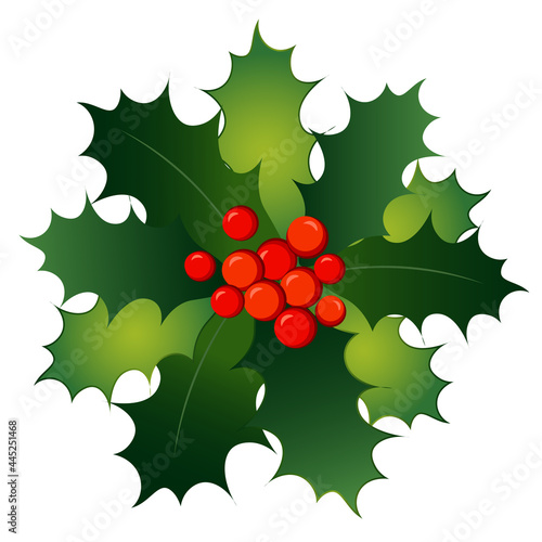 Beautiful Xmas Agrifolium with green leaves and red berries. Traditional winter plant vector illustration isolated on white background.
