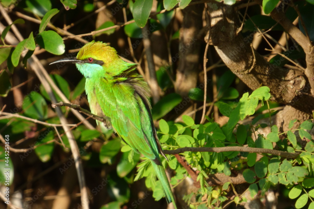 green billed hornbill green billed hornbill