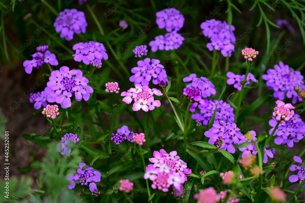 blooming Iberis in the summer garden blooming Iberis in the summer garden