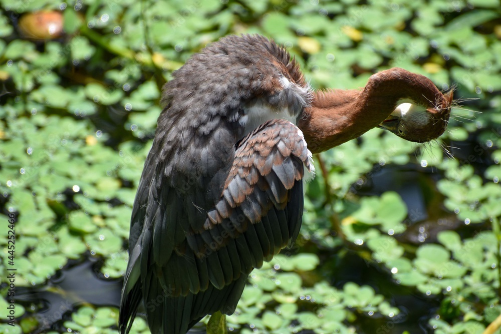 Fototapeta premium young heron in the swamp in a tree