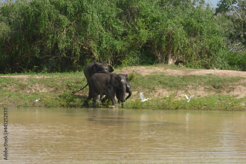 elephants in the river