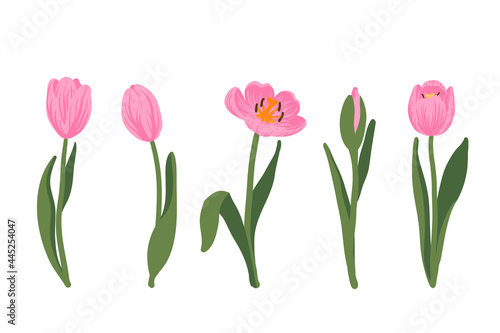 Set of pink tulips and flower buds, leaves blooming bulbous plant with root. Floral elements collection on white background. Delicate primroses for greeting cards for Mother's Day, Women's Day, Easter