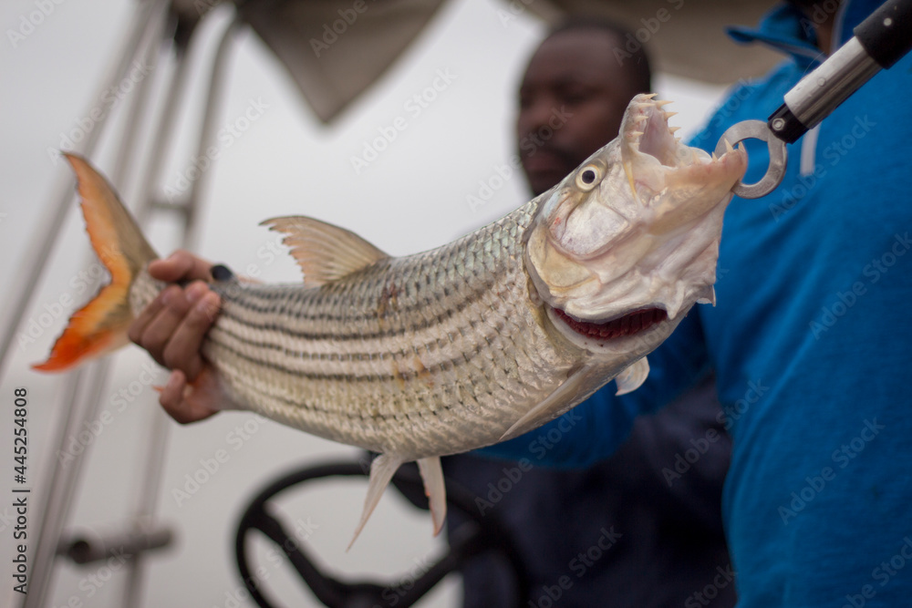 Freshly caught Tiger Fish at Lake Jozini Stock Photo