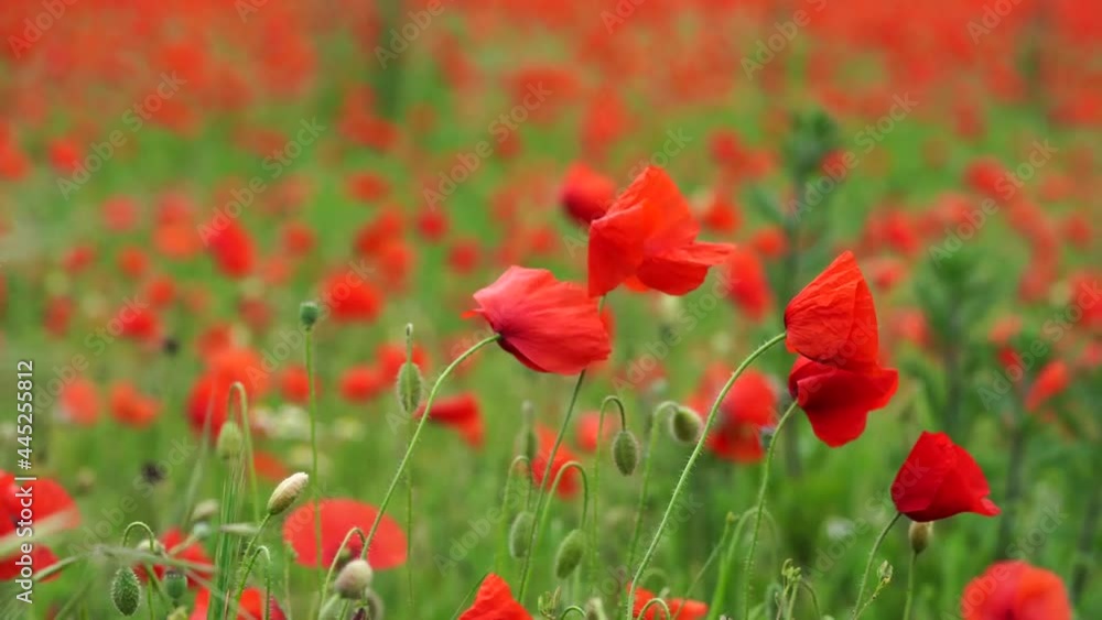 Poppy field. Poppies blowing in there wind. Poppy field. Poppies blowing in there wind.