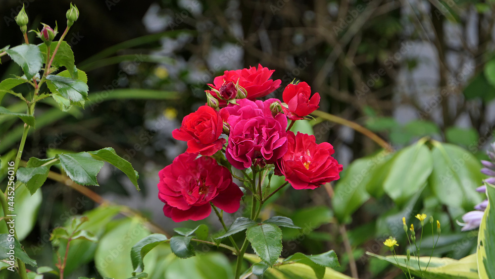 Red Roses and flowers in walled Garden in Ireland