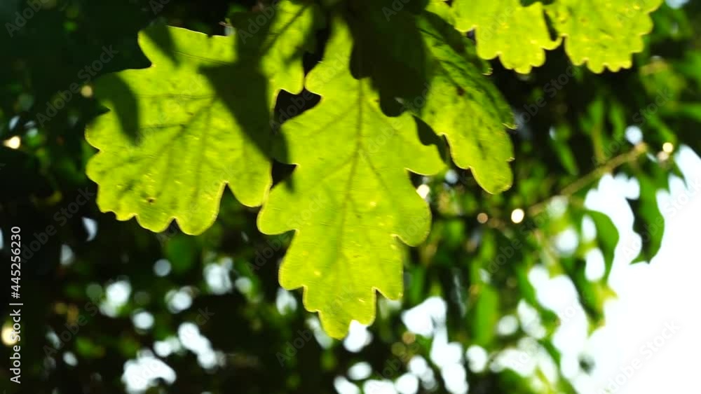 Oak leaves, slow motion, blowing in the wind in summertime. Oak leaves, slow motion, blowing in the wind in summertime.