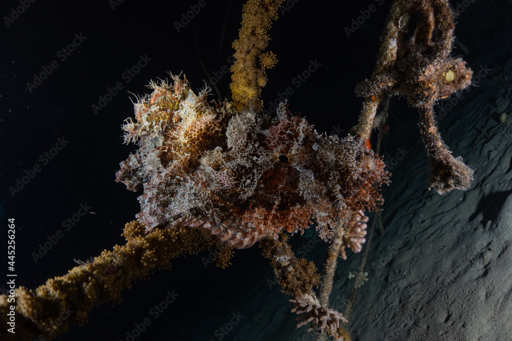 Fototapeta premium Fish swim in the Red Sea, colorful fish, Eilat Israel 