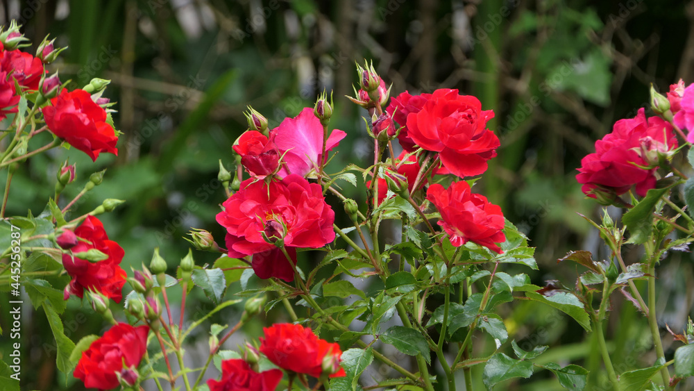 Red Roses and flowers in walled Garden in Ireland