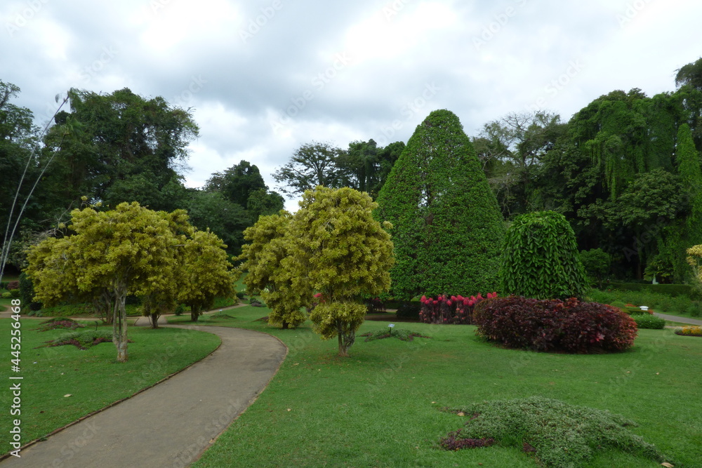 Fototapeta premium botanicalgarden in sri lanka