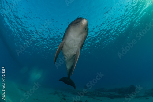 Dolphin swimming in the Red Sea, Eilat Israel
