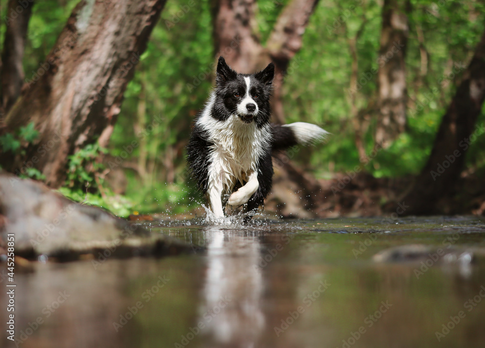 Cute Border Collie Runs in River with its Reflection. Active Black and White Dog with Wet Fur in Water.