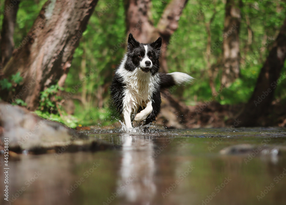 Obraz premium Cute Border Collie Runs in River with its Reflection. Active Black and White Dog with Wet Fur in Water.